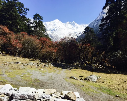 Manaslu Though Forest