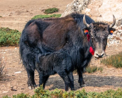 Mountain Yak Along The Trail 