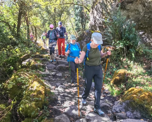 Walikng In The Forest 